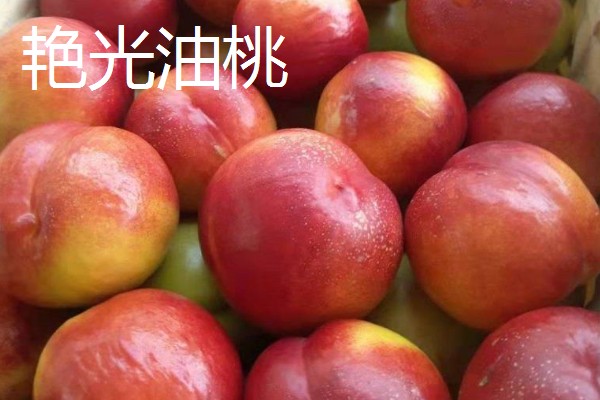 油桃是怎么培育的，可以使用嫁接的方法进行