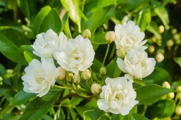 木香花的扦插方式，选取一根长10cm的嫩枝作为插穗