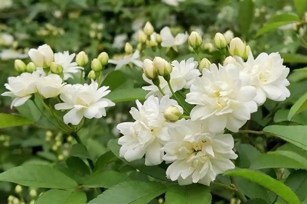 木香花的扦插方式，选取一根长10cm的嫩枝作为插穗