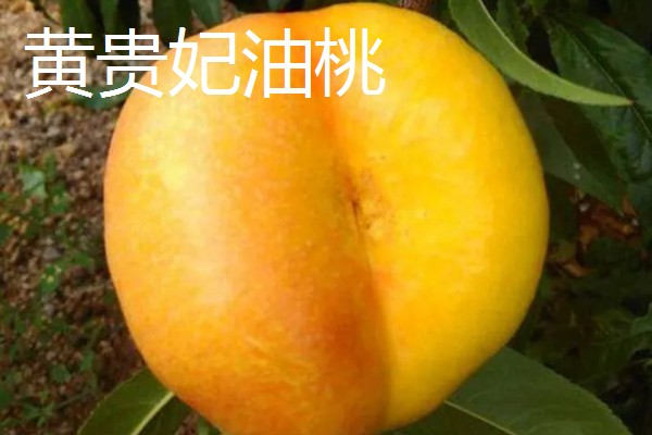 油桃是怎么培育的，可以使用嫁接的方法进行