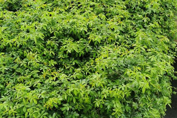 木香花的扦插方式，选取一根长10cm的嫩枝作为插穗