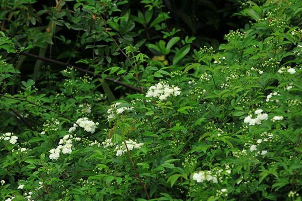 木香花的扦插方式，选取一根长10cm的嫩枝作为插穗