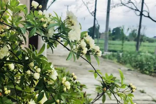 木香花的扦插方式，选取一根长10cm的嫩枝作为插穗