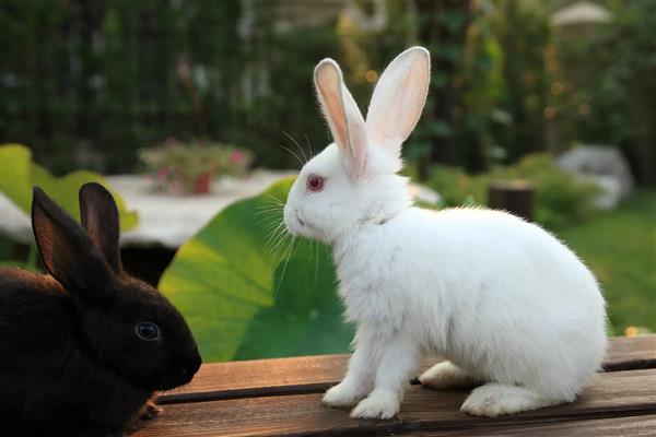 兔子耳痒病的症状表现，表现为前肢经常抓挠耳朵