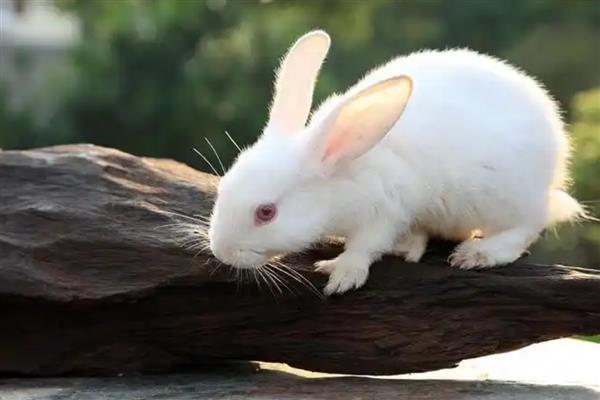 兔子耳痒病的症状表现，表现为前肢经常抓挠耳朵