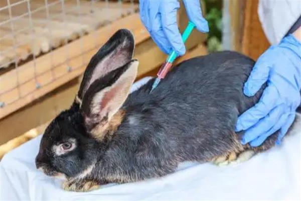 兔子耳痒病的症状表现，表现为前肢经常抓挠耳朵