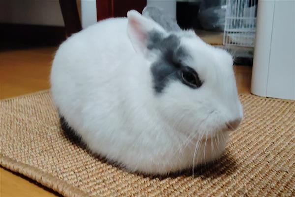 兔子耳痒病的症状表现，表现为前肢经常抓挠耳朵