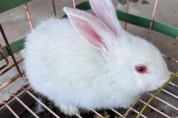 兔子耳痒病的症状表现，表现为前肢经常抓挠耳朵