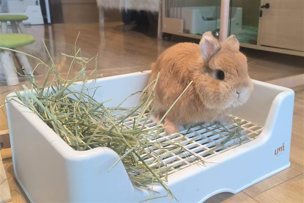 兔子耳痒病的症状表现，表现为前肢经常抓挠耳朵