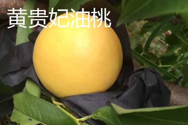 油桃是怎么培育的，可以使用嫁接的方法进行