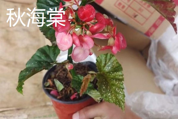 哪些盆栽有毒不能用手碰，是含羞草、刺槐、秋海棠等