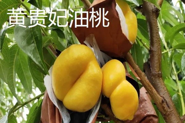 油桃是怎么培育的，可以使用嫁接的方法进行