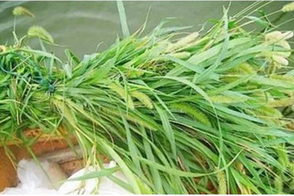 草鱼每天喂多少料，饲喂量与水温以及生长阶段有关