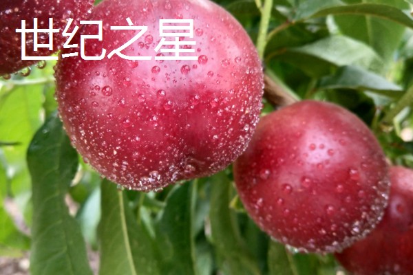 油桃是怎么培育的，可以使用嫁接的方法进行