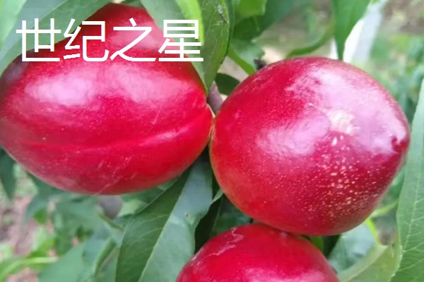 油桃是怎么培育的，可以使用嫁接的方法进行