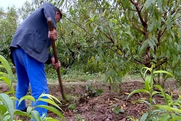 油桃是怎么培育的，可以使用嫁接的方法进行