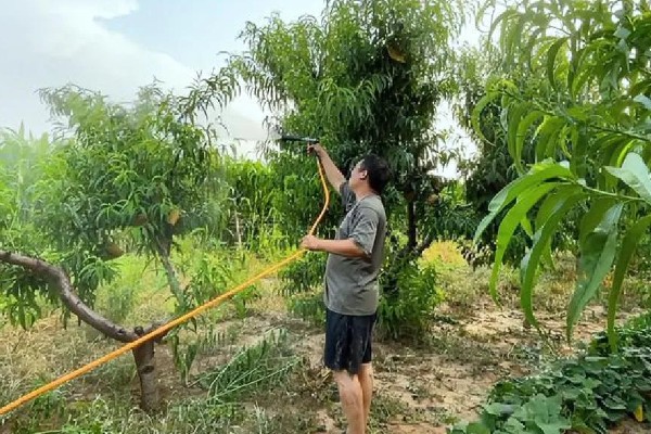 油桃是怎么培育的，可以使用嫁接的方法进行