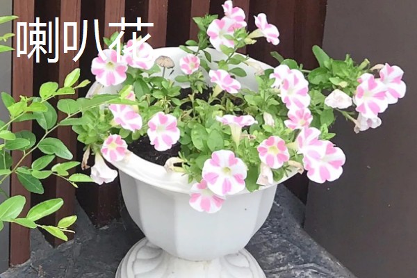 哪些盆栽有毒不能用手碰，是含羞草、刺槐、秋海棠等