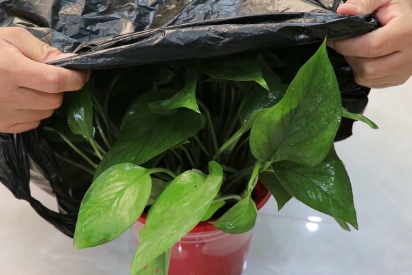 哪些盆栽有毒不能用手碰，是含羞草、刺槐、秋海棠等