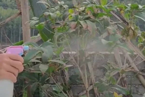 桂花树叶子尖干枯了的原因，可能是病虫侵害所致