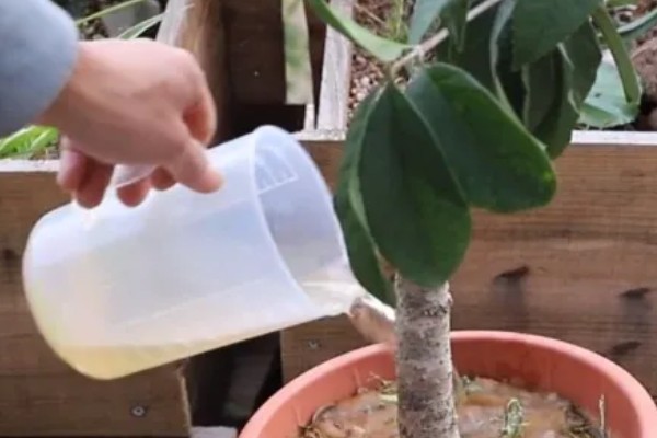 桂花树叶子尖干枯了的原因，可能是病虫侵害所致