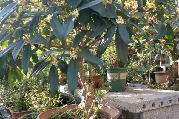 桂花树叶子尖干枯了的原因，可能是病虫侵害所致