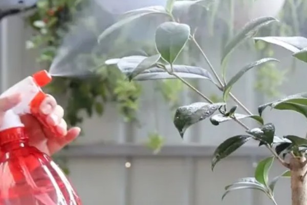 桂花树叶子尖干枯了的原因，可能是病虫侵害所致