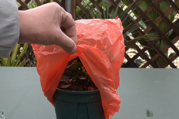 哪些盆栽有毒不能用手碰，是含羞草、刺槐、秋海棠等