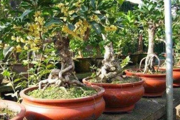 桂花树叶子尖干枯了的原因，可能是病虫侵害所致