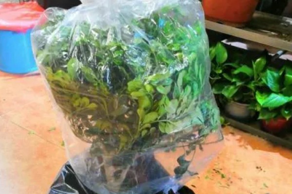 哪些盆栽有毒不能用手碰，是含羞草、刺槐、秋海棠等