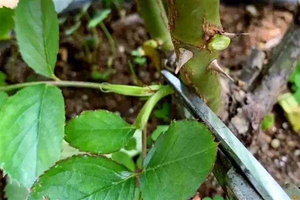 月季开花后怎样修剪,5月末进行首次开花后的修剪