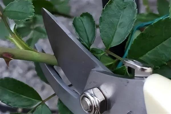 月季开花后怎样修剪,5月末进行首次开花后的修剪