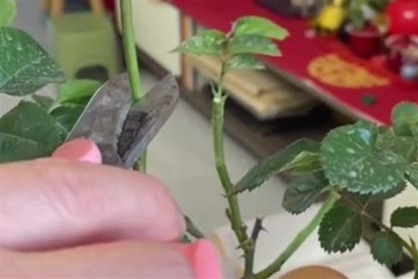 月季开花后怎样修剪,5月末进行首次开花后的修剪