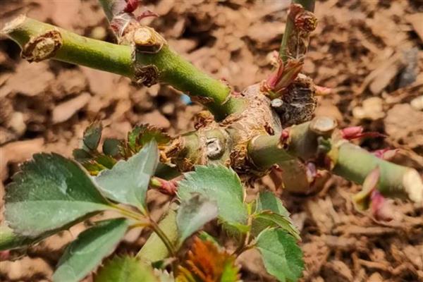 月季开花后怎样修剪,5月末进行首次开花后的修剪