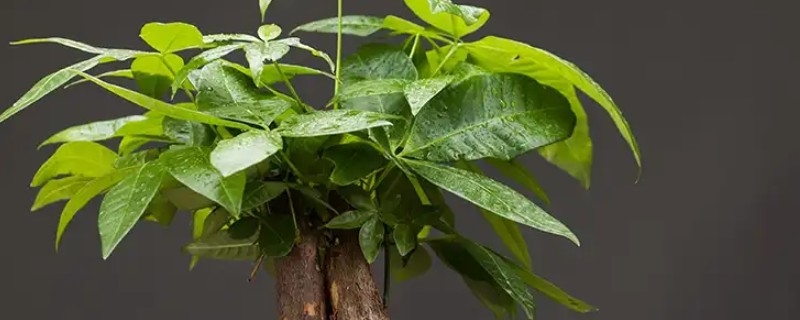 发财树死了如何救活，要立刻对植株进行换土