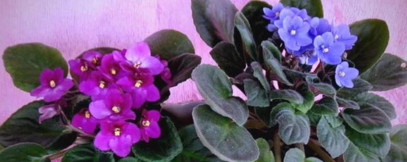 非洲紫罗兰的繁殖方法，常见繁殖方法有种子繁殖法、叶插繁殖法等