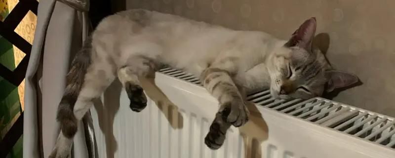 猫会不会流汗，会流汗，但汗腺不发达