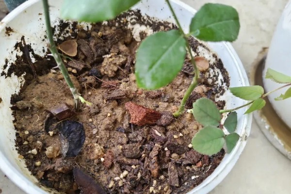 月季怎么扦插,在春、秋两季均可进行