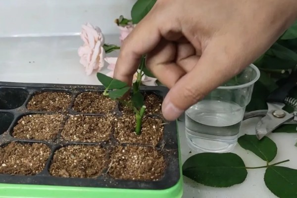 月季怎么扦插,在春、秋两季均可进行