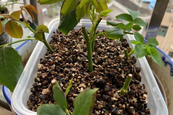 月季怎么扦插,在春、秋两季均可进行