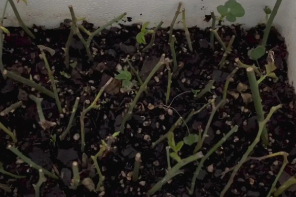 月季怎么扦插,在春、秋两季均可进行