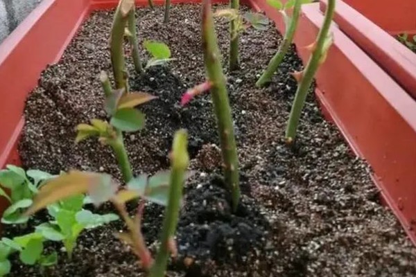 月季怎么扦插,在春、秋两季均可进行