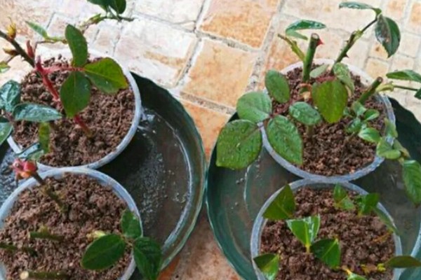 月季怎么扦插,在春、秋两季均可进行