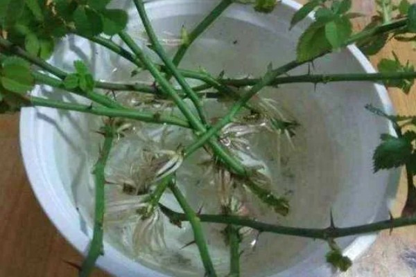 月季怎么扦插,在春、秋两季均可进行