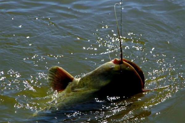 蚯蚓为什么钓不到大鱼,可能是不打窝引起的