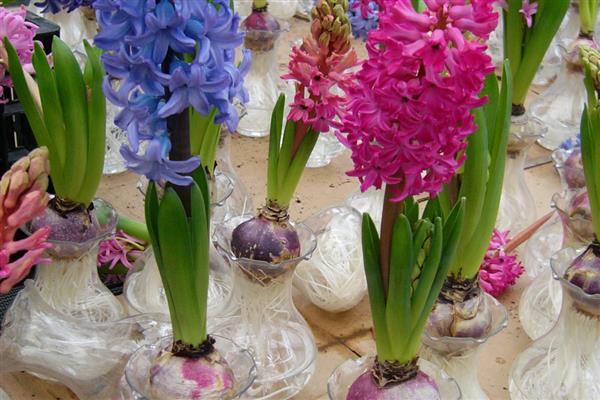 风信子的生长习性，喜欢温暖的生长环境