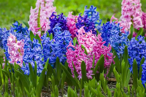 风信子的生长习性，喜欢温暖的生长环境