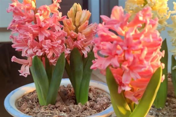 风信子的生长习性，喜欢温暖的生长环境