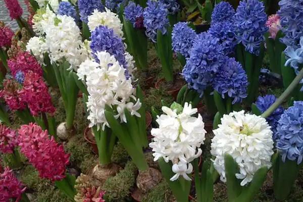 风信子的生长习性，喜欢温暖的生长环境