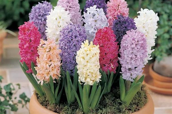 风信子的生长习性，喜欢温暖的生长环境